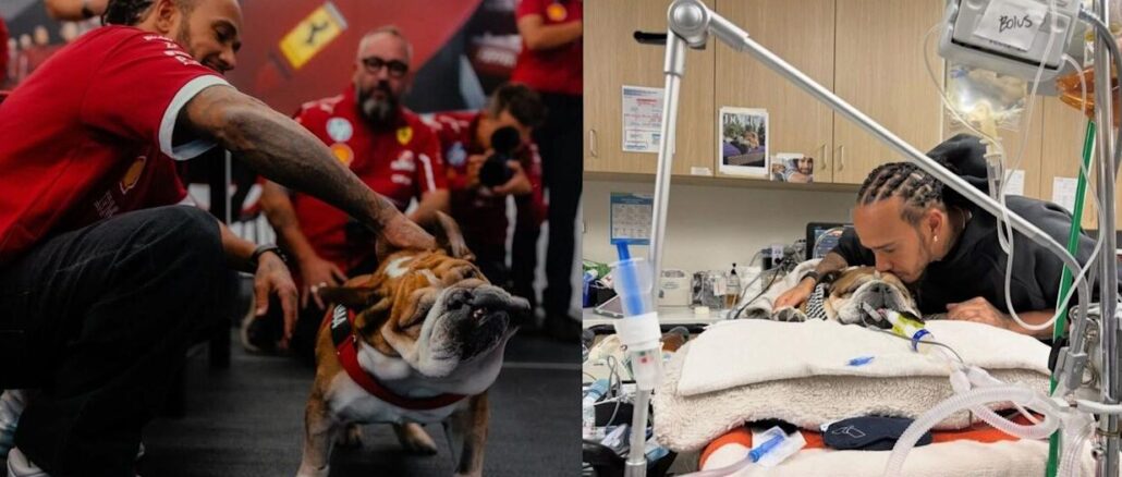 o-lewis-hamilton-dog-sto-nosokomeio-gia-to-skylo-tou-roskoe