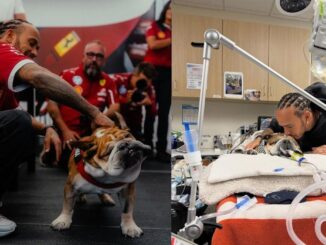o-lewis-hamilton-dog-sto-nosokomeio-gia-to-skylo-tou-roskoe