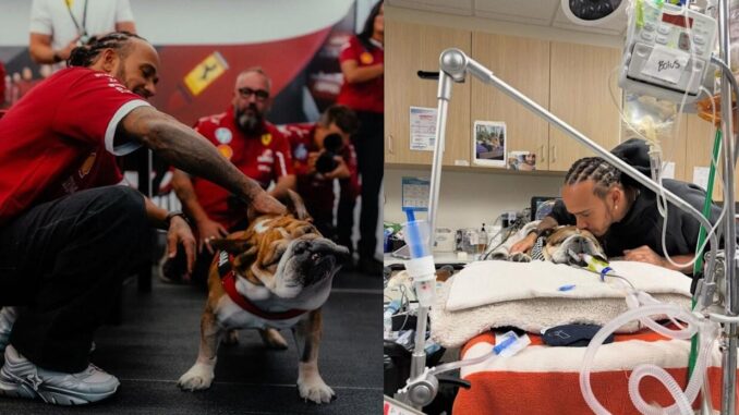 o-lewis-hamilton-dog-sto-nosokomeio-gia-to-skylo-tou-roskoe