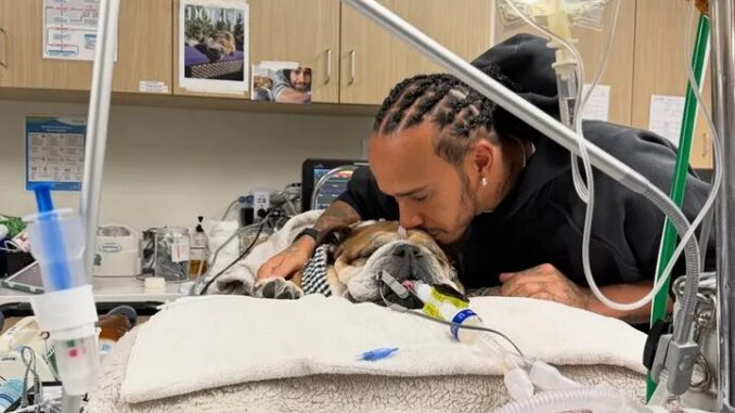 o-lewis-hamilton-dog-sto-nosokomeio-gia-to-skylo-tou-roskoe