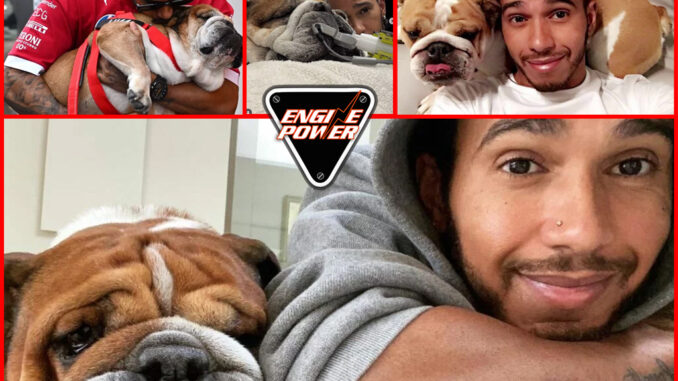 pethane-o-skylos-tou-lewis-hamilton-o-roscoe-F1-formula-1-dog-2025-ferrari
