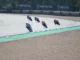 moto3-australia-2026-pratama-proti-pole